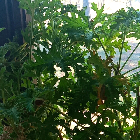 Winter is over  and I need to purge some plants,  10 plant starts, my c… - Picture 11 of 15